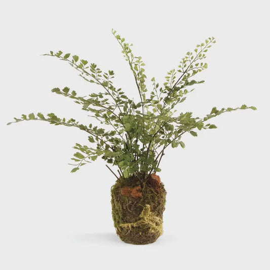 Maidenhair Fern Drop-in 13"