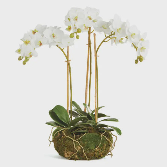 Phalaenopsis Orchid Mini Garden Drop-in 16"